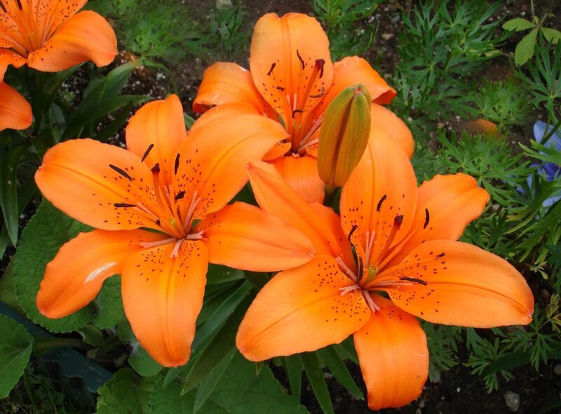 Orange lilies in bloom