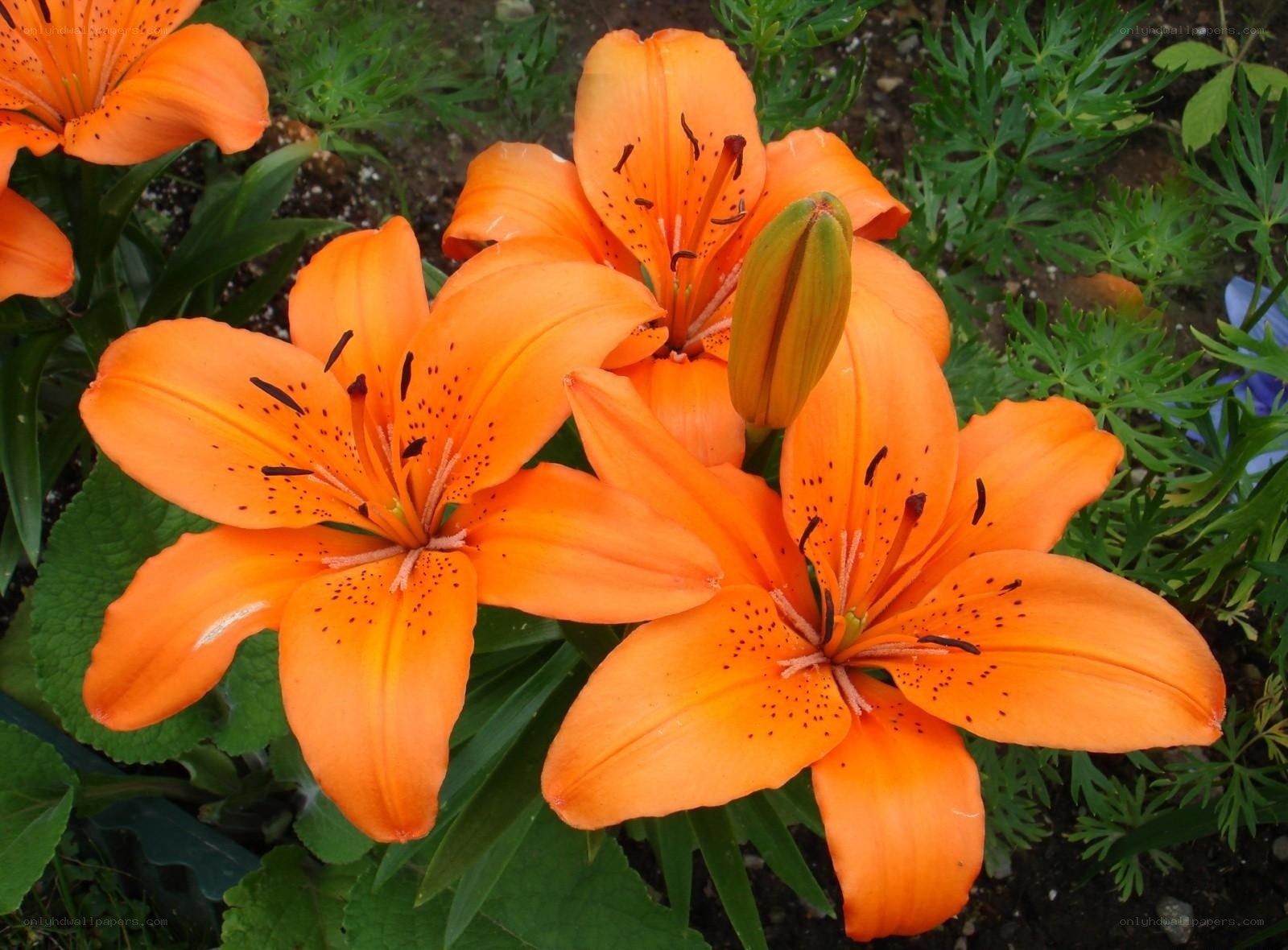 Orange lilies in bloom