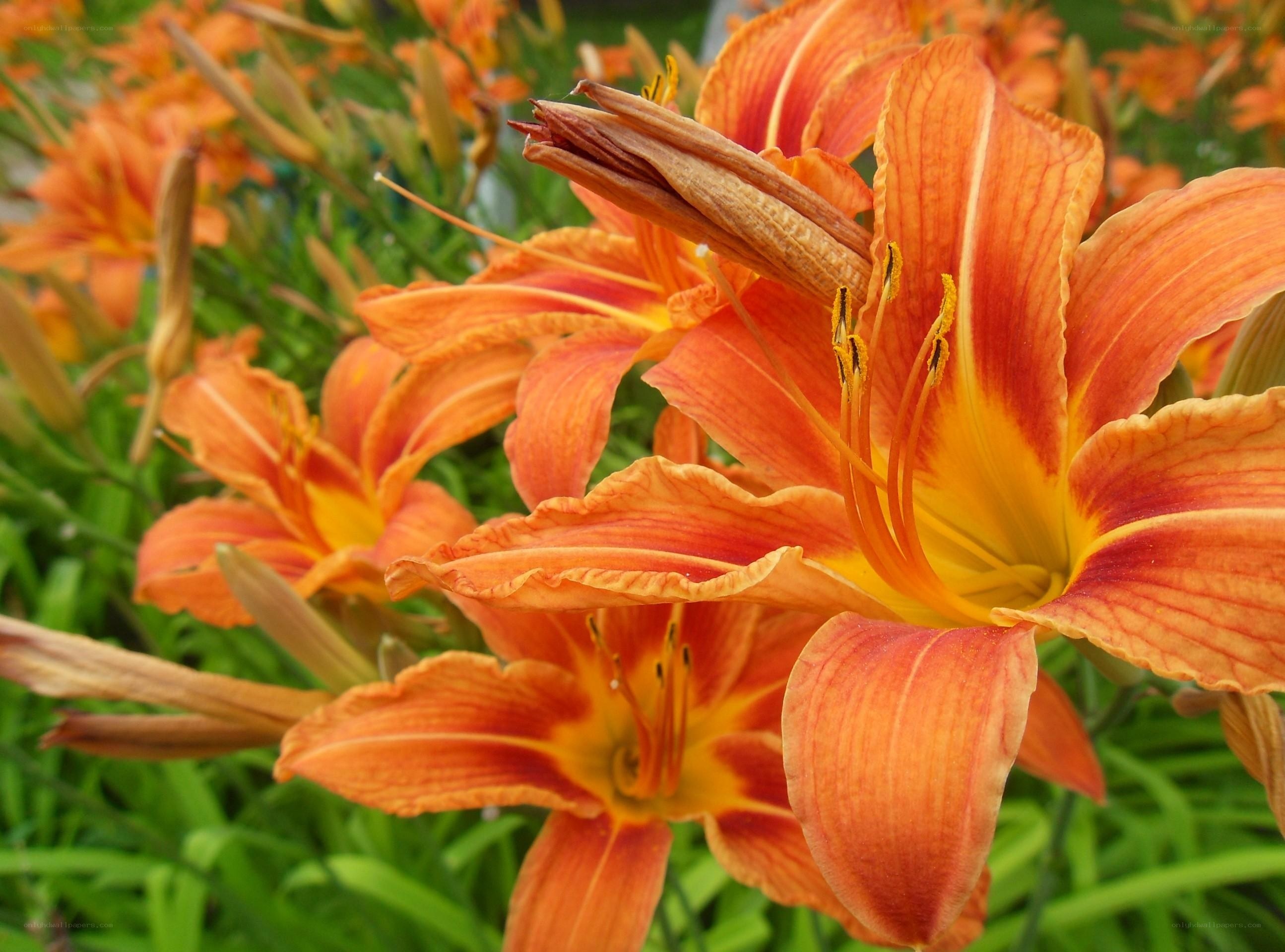 Orange lilies in bloom