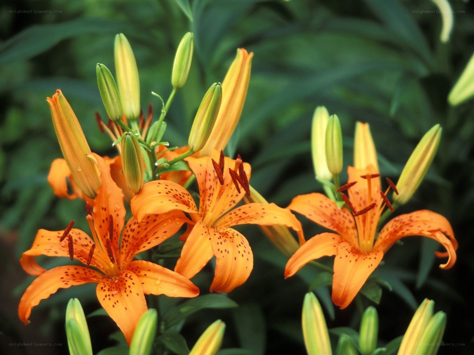 Orange lilies in bloom
