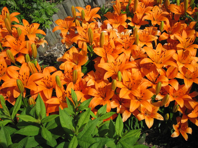 Orange Lilies in Bloom — Bright, Afternoon