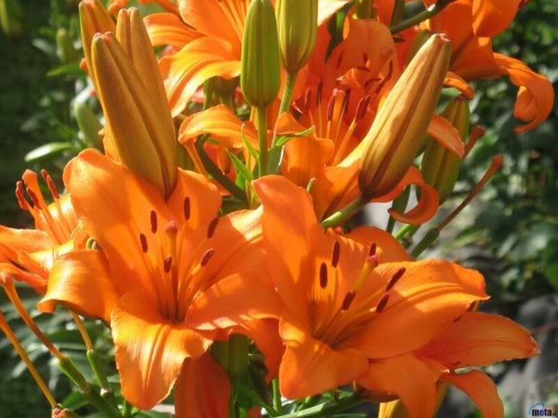 Orange Lilies in Bloom — Bright