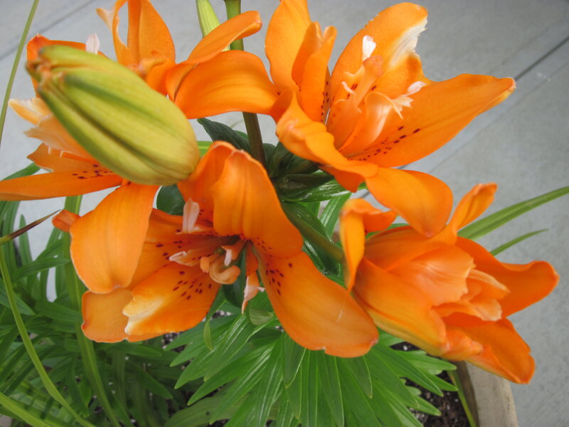 Orange Lilies in Bloom — Calm, Afternoon