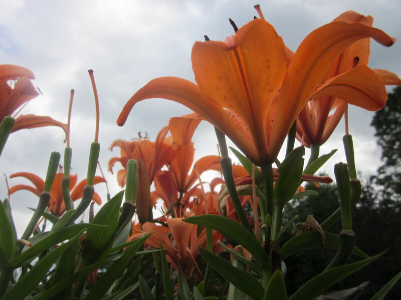 Orange Lilies in Bloom — Calm