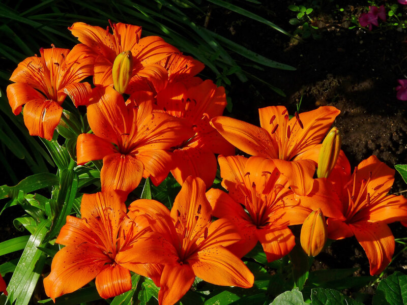 Orange Lilies in Bloom — Dramatic