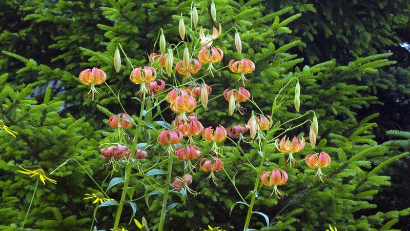 Orange Lilies in Bloom — Green