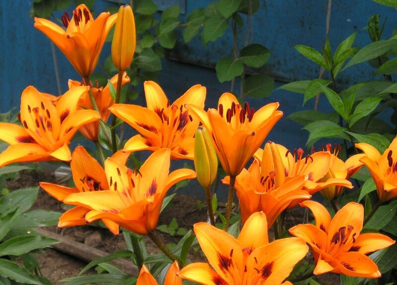 Orange Lilies in Bloom — Natural, Afternoon