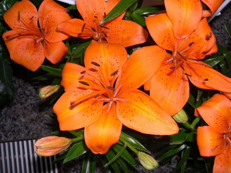 Orange Lilies in Bloom — Natural, Photograph, Green Leaves