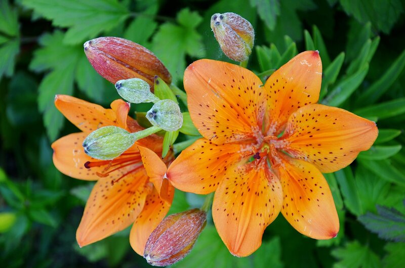 Orange Lilies in Bloom — Natural, Summer, Photograph, Buds, Leaves