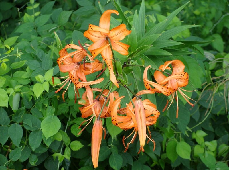 Orange Lilies in Bloom — Natural, Summer, Photograph, Green Leaves