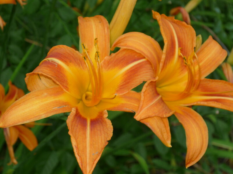 Orange Lilies in Bloom — Natural, Summer, Photograph