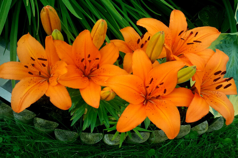 Orange Lilies in Bloom — Natural, Summer