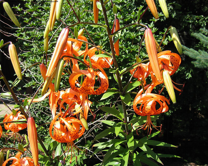 Orange Lilies in Bloom — Natural