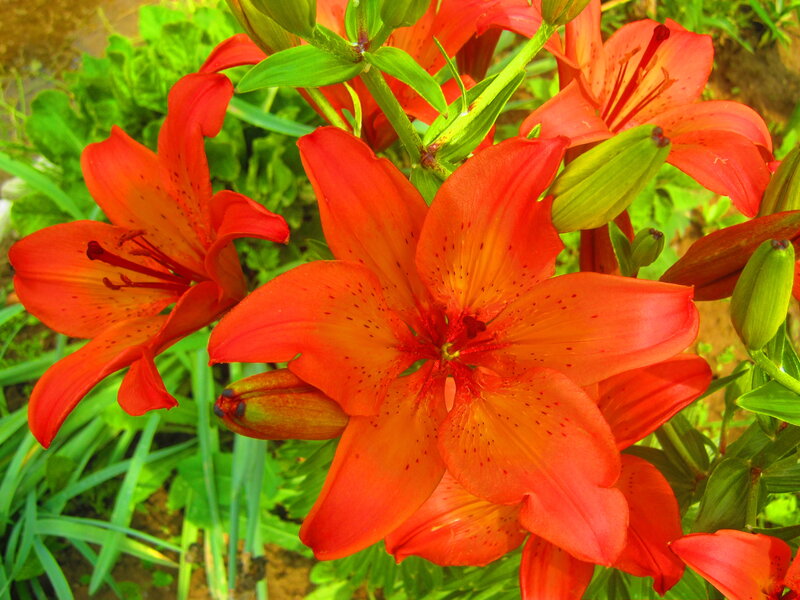 Orange Lilies in Bloom — Red
