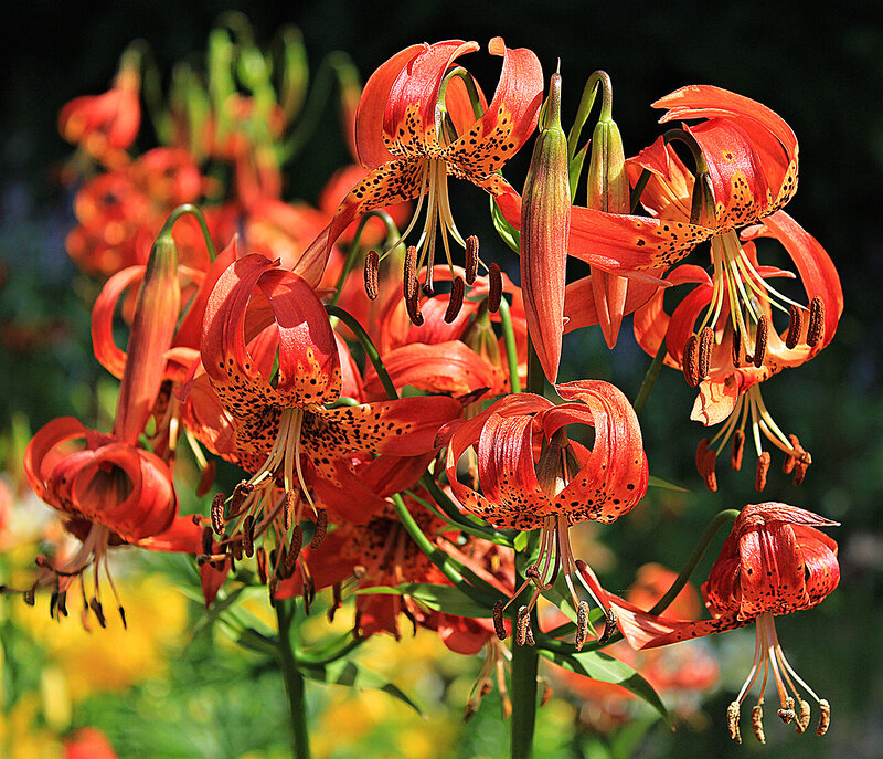 Orange Lilies in Bloom — Red, Vibrant