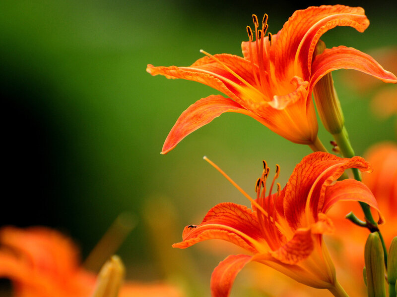 Orange Lilies in Bloom — Serene, Afternoon