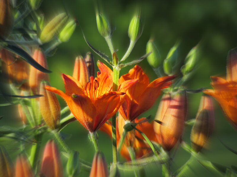Orange Lilies in Bloom — Serene, Morning