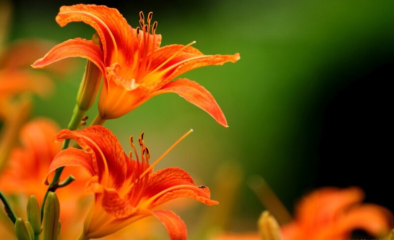 Orange Lilies in Bloom — Serene, Photograph, Flower