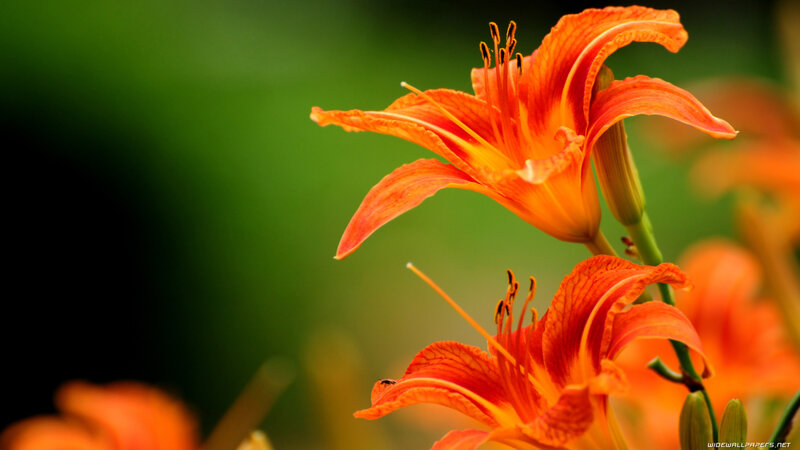 Orange Lilies in Bloom — Serene, Photograph, Green Leaves