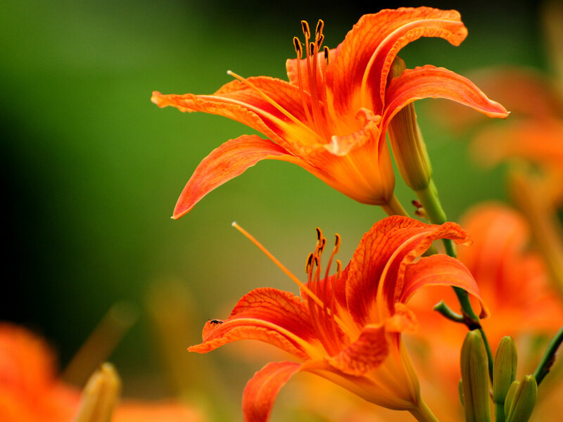 Orange Lilies in Bloom — Serene, Photograph