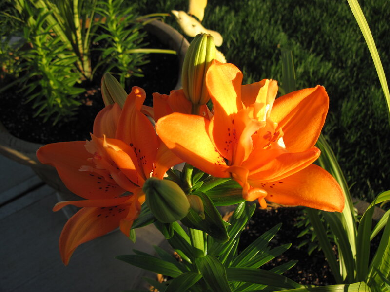 Orange Lilies in Bloom — Serene, Sunset