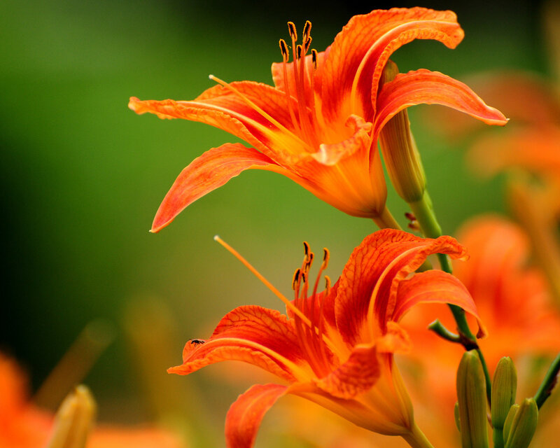 Orange Lilies in Bloom — Serene