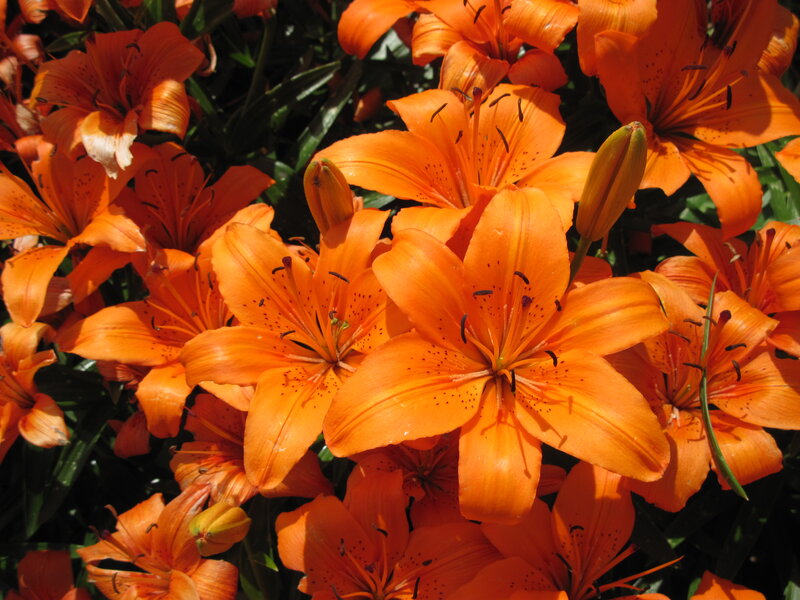 Orange Lilies in Bloom — Vibrant, Afternoon, Photograph, Buds, Leaves