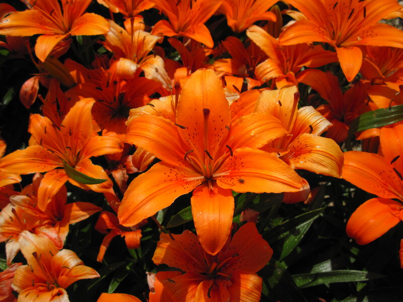 Orange Lilies in Bloom — Vibrant, Afternoon, Photograph, Flowers