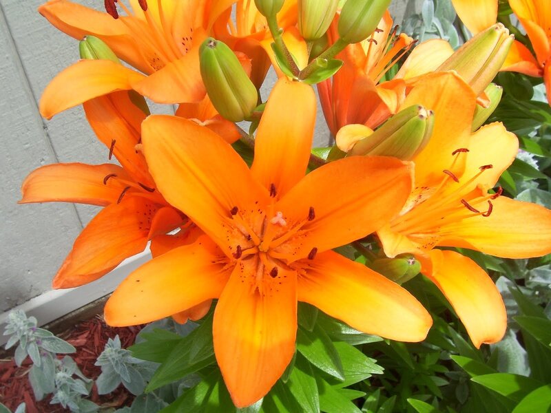 Orange Lilies in Bloom — Vibrant, Afternoon