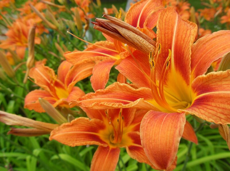 Orange Lilies in Bloom — Vibrant, Summer