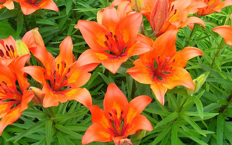 Orange Lilies in Bloom — Vibrant