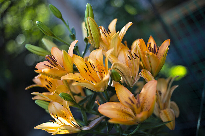 Orange Lilies in Bloom — Yellow, Serene