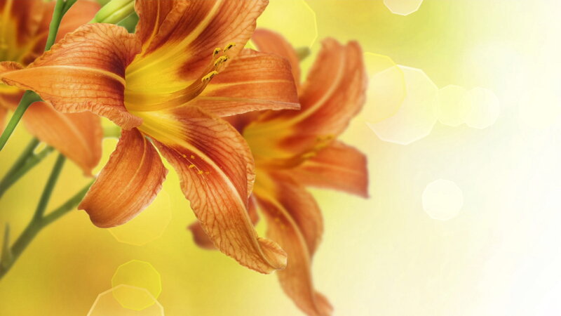 Orange Lilies in Bloom — Yellow
