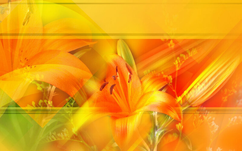 Orange Lilies in Bloom — Yellow, Vibrant