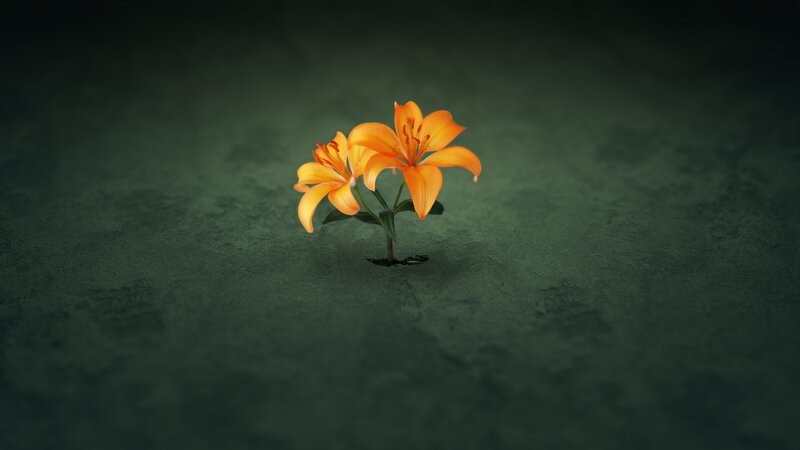 orange lilies in dark soil