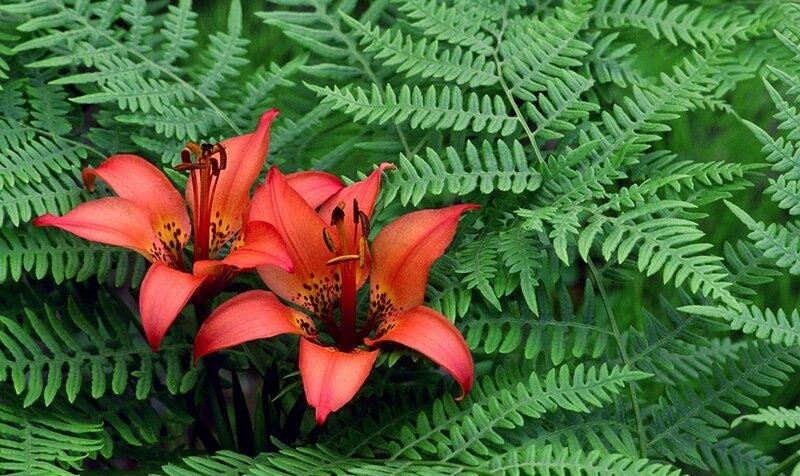 Orange Lilies in Ferns — Green, Natural