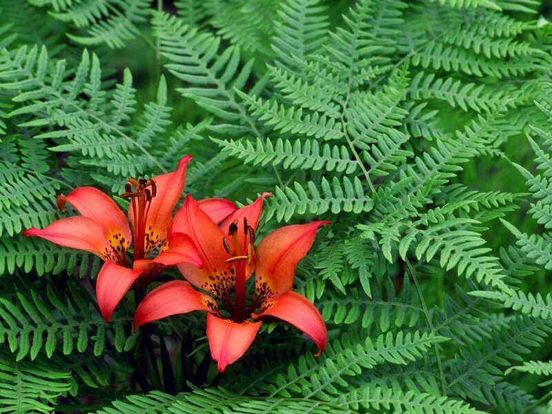 Orange Lilies in Ferns