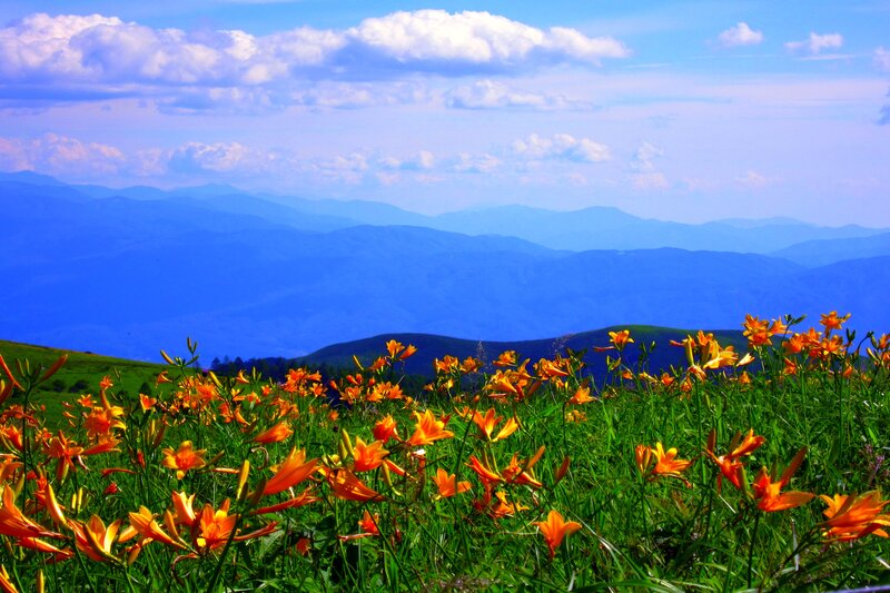 Orange Lilies in Field — Green, Serene