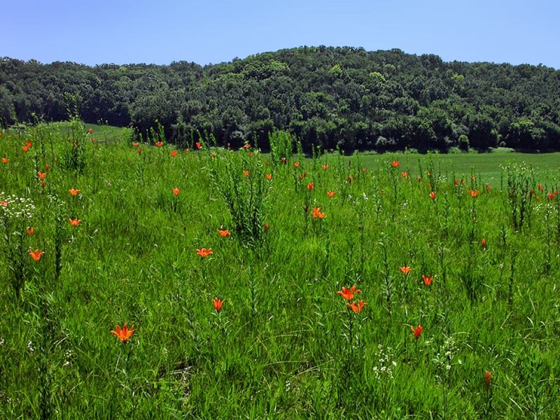 Orange Lilies in Field — Green