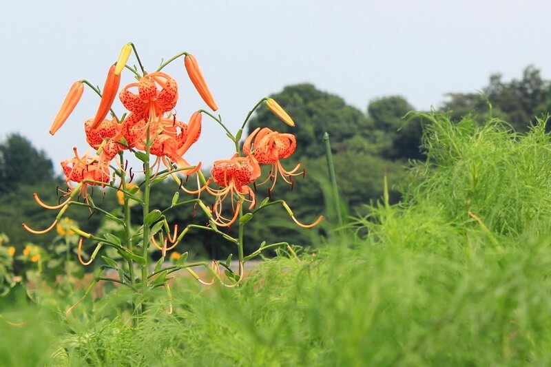 Orange Lilies in Field — Serene, Afternoon, Photograph