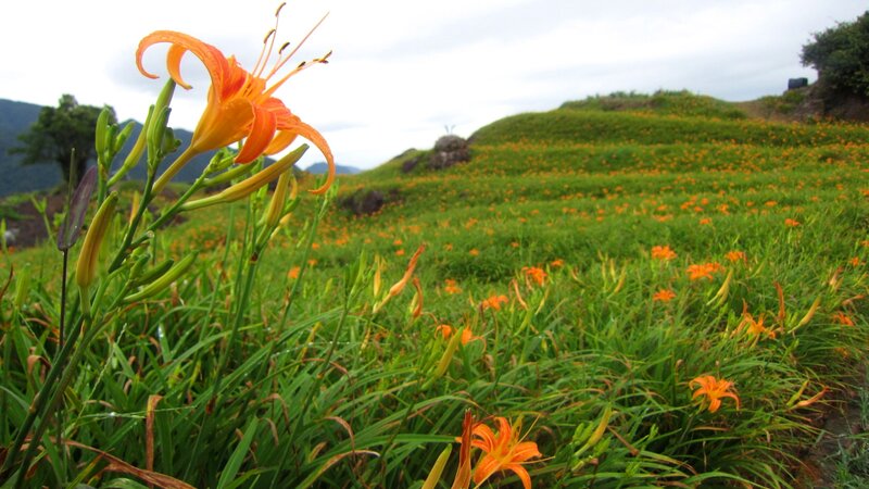Orange Lilies in Field — Serene, Afternoon