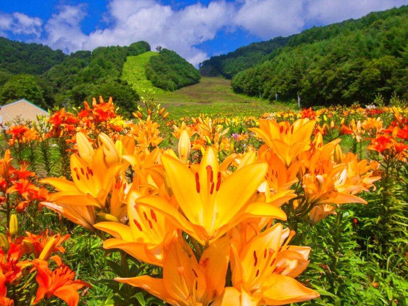 Orange Lilies in Field — Serene, Summer