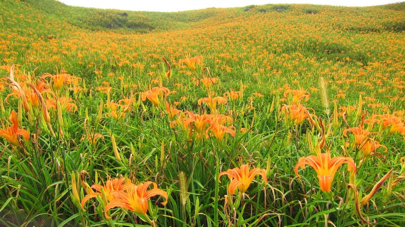 Orange Lilies in Field — Serene