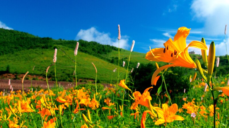 Orange Lilies in Field — Yellow, Serene