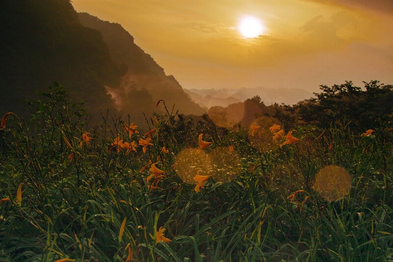 Orange Lilies in Field — Yellow