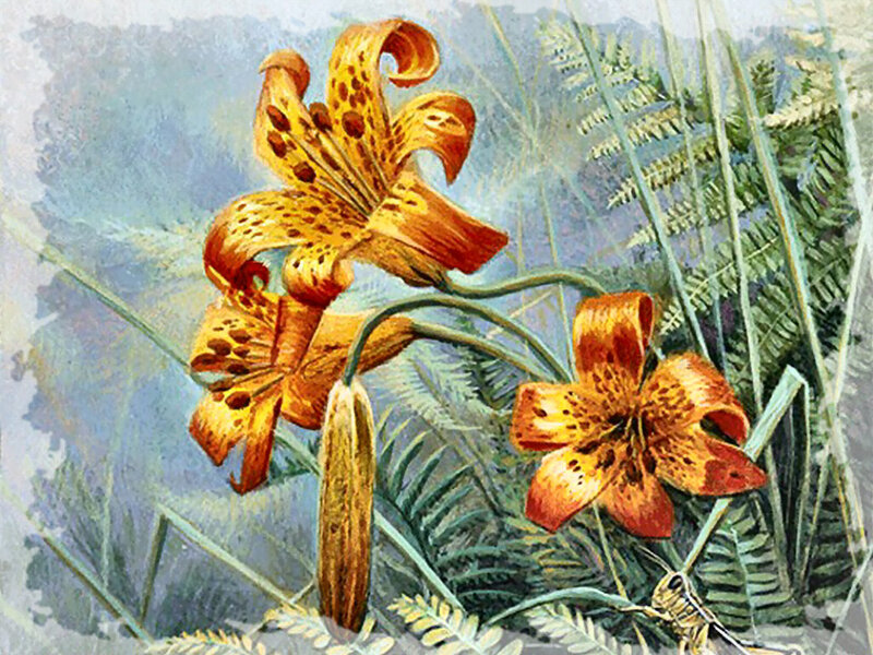 Orange Lilies in Foliage