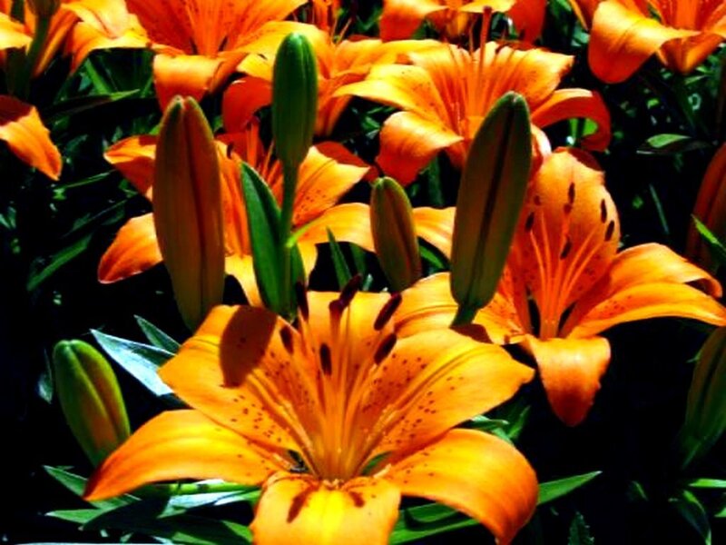 Orange lilies in full bloom
