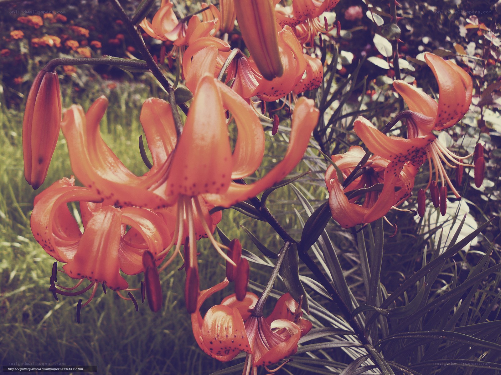 Orange lilies in garden