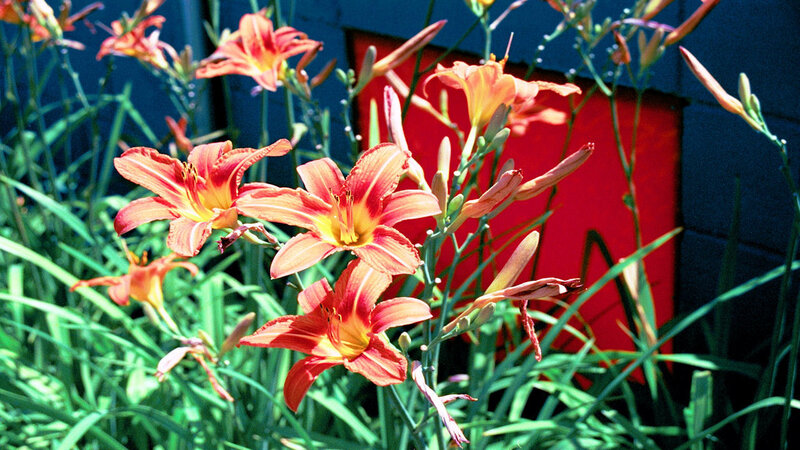 Orange lilies in garden