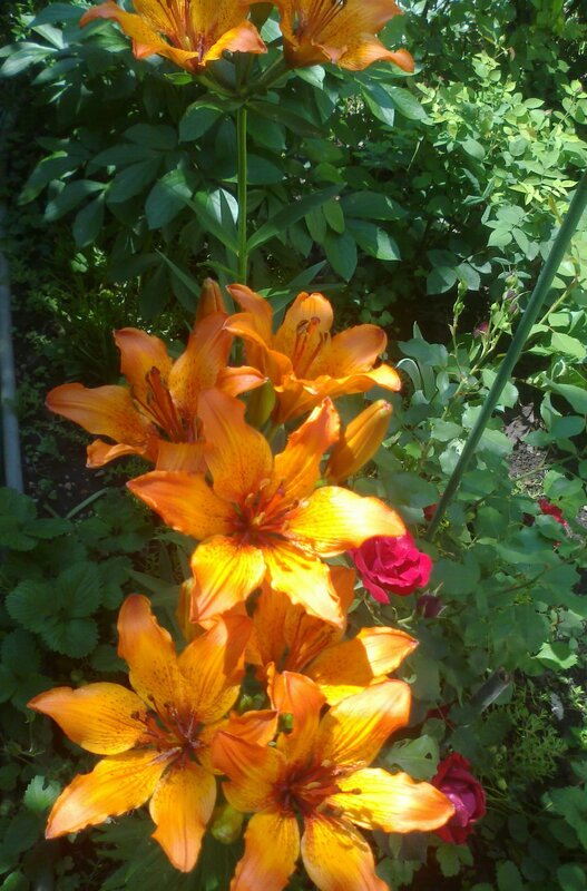 Orange Lilies in Garden — Bright